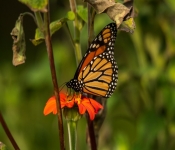 2020 09 13 LongFellowGardens 039